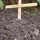 The soon-to-be-disturbed burial site.